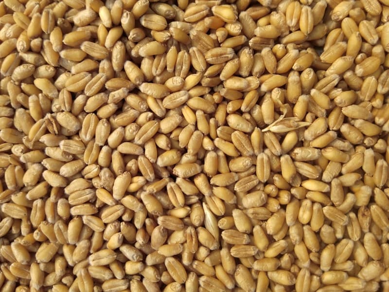 Sustainable Agriculture Practices
